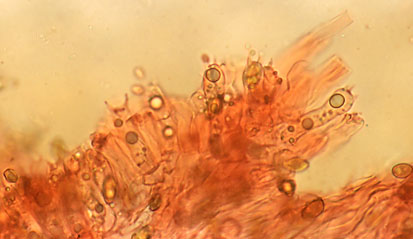 Inocybe pseudodestricta